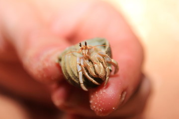 Australian hermit crab