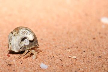 Australian hermit crab