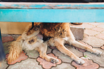 A homeless, hungry, dirty mongrel dog lies on the street and sniffs its penis and eggs. Unpleasant smell.