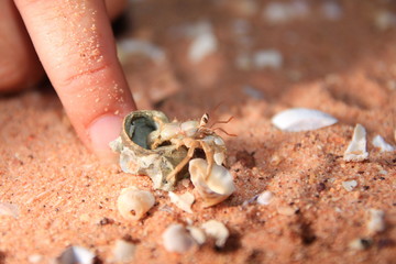 Australian hermit crab