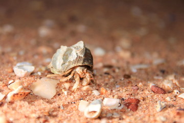 Australian hermit crab