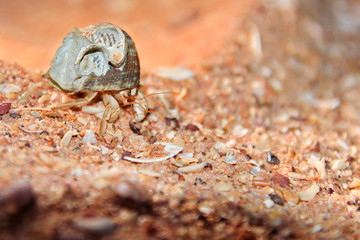 Australian hermit crab