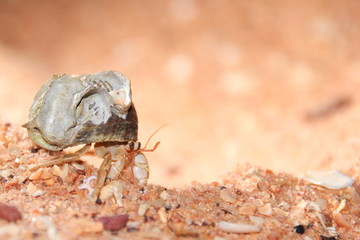 Australian hermit crab