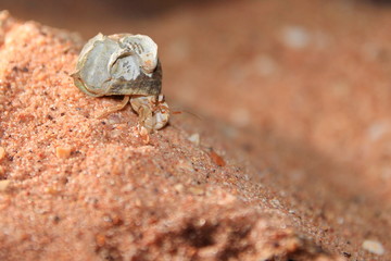 Australian hermit crab