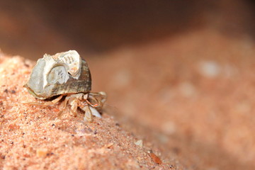 Australian hermit crab