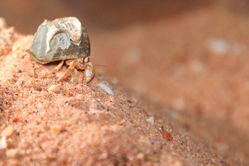 Australian hermit crab