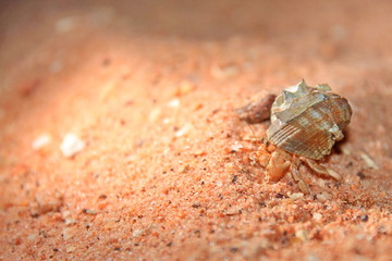 Australian hermit crab
