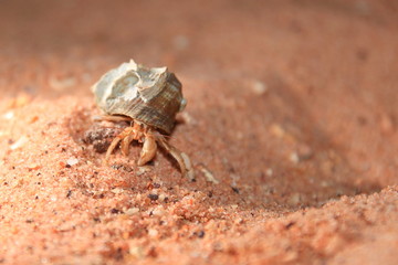 Australian hermit crab