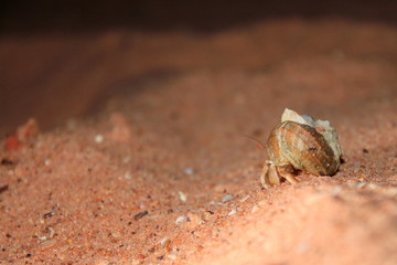 Australian hermit crab