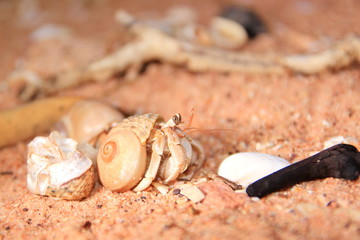 Australian hermit crab