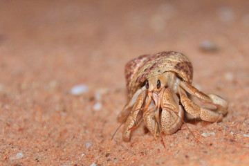 Australian hermit crab