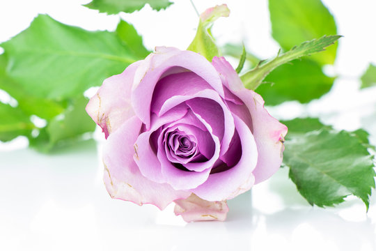 The femininity of the rose