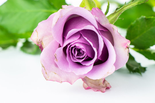 The femininity of the rose