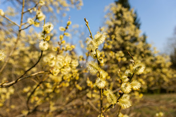 Blooming catkins on a trees on meadow.