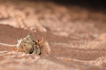Australian hermit crab