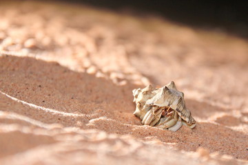 Australian hermit crab