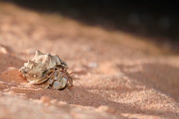 Australian hermit crab