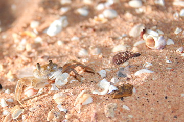 Australian marine animals