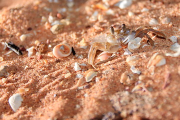 Australian marine animals