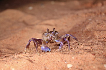 Australian marine animals