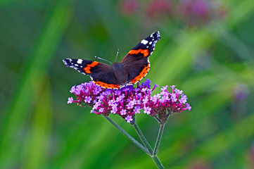 Fototapeta na wymiar Red Admiral butterfly on a flowering Verbena bonariensis