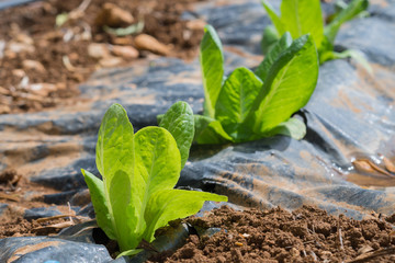Lettuce, Agriculture, cultivated field Mulch Film