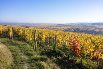 Fototapeta na wymiar a view over a vineyard at Alsace France in autumn light