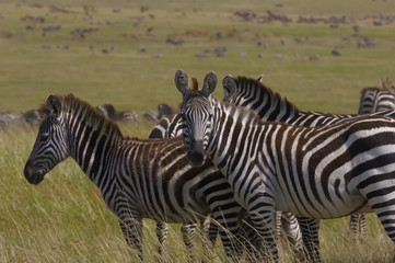 Fototapeta na wymiar Zebra, safari