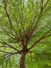 Fototapeta premium tree in the forest