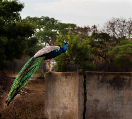 Obraz premium Peacock sitting on wall
