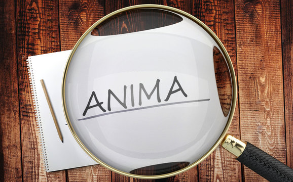 Study, learn and explore anima - pictured as a magnifying glass enlarging word anima, symbolizes analyzing, inspecting and researching the meaning of anima, 3d illustration