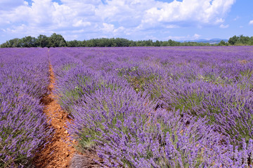 Fototapeta na wymiar Beautiful colors purple lavender fields near Valensole, Provence in France