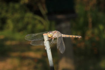 Dragonfly, Macro dragonfly, dragon fly , insect, animal, nature,wildlife,macro,bug