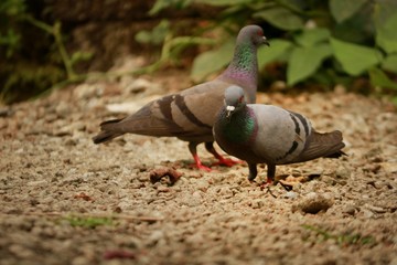 Pigeons wandering through outdoors 