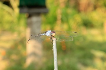 Dragonfly, Macro dragonfly, dragon fly , insect, animal, nature,wildlife,macro,bug