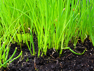 young yellow green chives growing