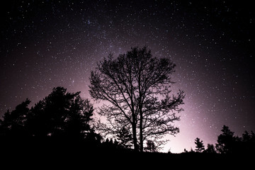 Obraz na płótnie Canvas Tree Against The Milky Way