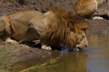 Lion, safari