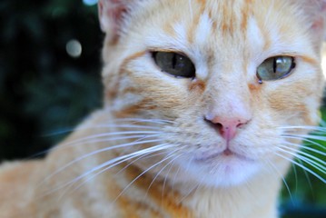 Chat