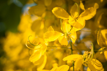 Close up Golden Shower Tree flower bloom sun light blur background, Cassia fistula, Thailand flower national