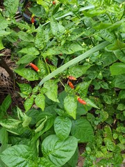 green plants in the garden