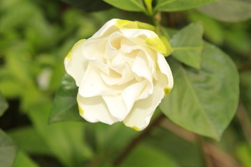 White Gardenia flower