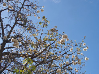 balls of white fluff cotton like seeds on a kapok tree against a bright blue sky