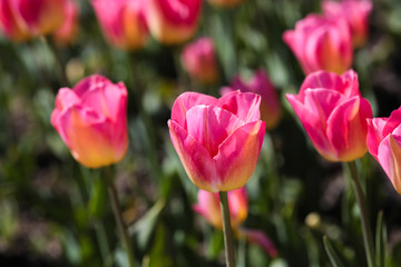 Beautiful bouquet of tulips nature background.