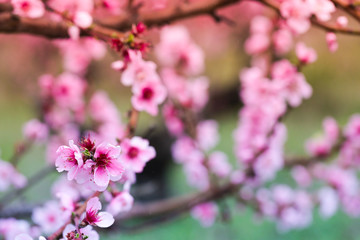Fototapeta na wymiar Pink peach flowers begin blooming in the garden. Beautiful flowering branch of peach on blurred garden background. Close-up, spring theme of nature. Selective focus