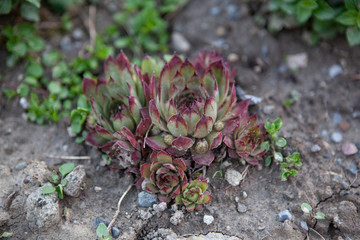 Kalk-Hauswurz, Sempervivum calcareum