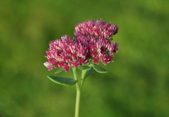 Fetthenne blühend im Garten