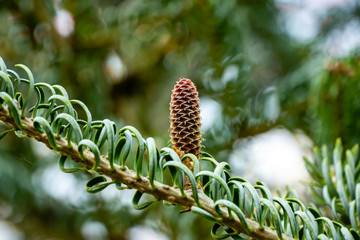 Close-up of young pinecones on the branches of fir Abies koreana Silberlocke on blue sky background. Sunny day in spring garden. Nature concept for design. Selective focus