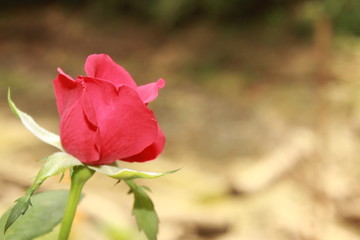 Vibrant rose flower blooming