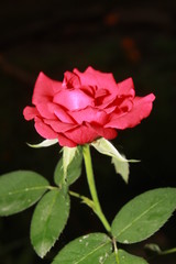 Vibrant rose flower blooming